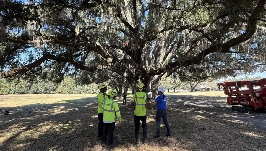 Southern Environmental Group tree service crew and tracked spider lift working under a large live oak tree in Tampa Bay , professional arborist team with 93HD+ compact crawler lift