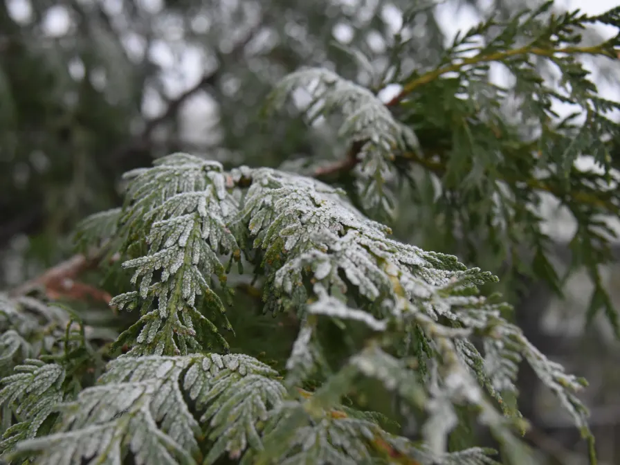 Frost-covered tree branches in Central Florida illustrating the brittleness and hazards caused by a sudden winter cold front.