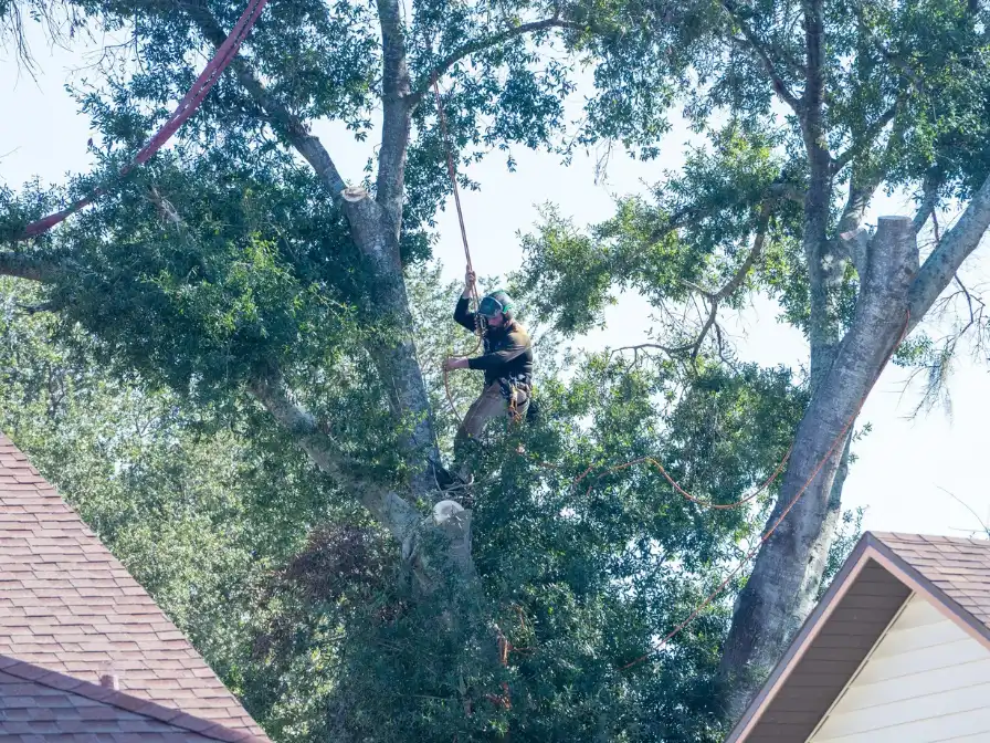 Professional climber from Southern Environmental performing precision commercial tree pruning and shaping on a large oak tree overhanging a residential roof.