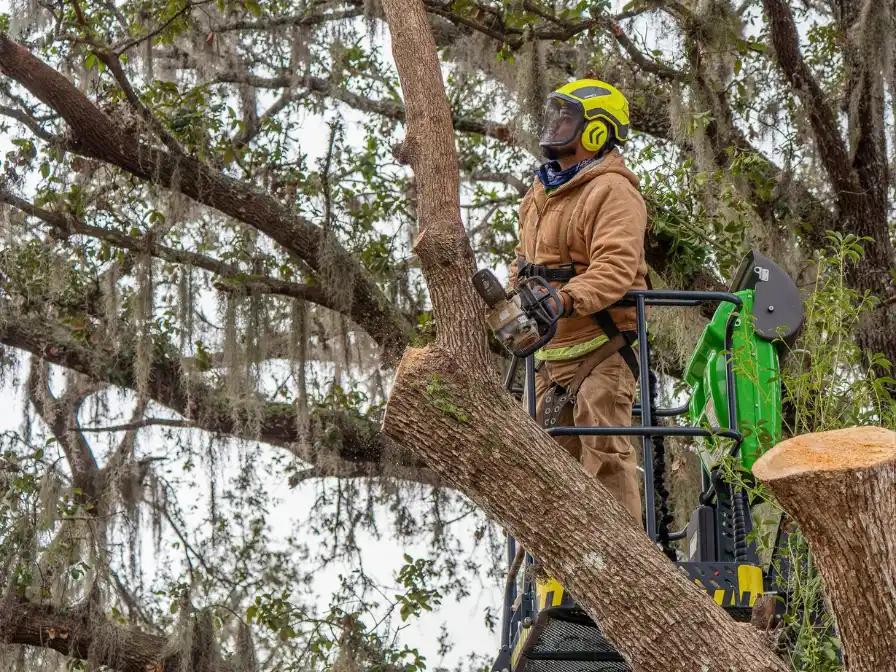 Professional arborist performing emergency tree removal from a lift bucket using a chainsaw to clear hazardous branches.