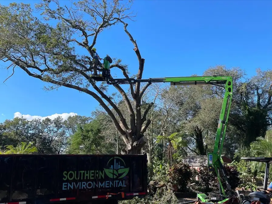 Professional Southern Environmental arborist in a green spider lift preparing a tree for residential stump grinding and total removal.