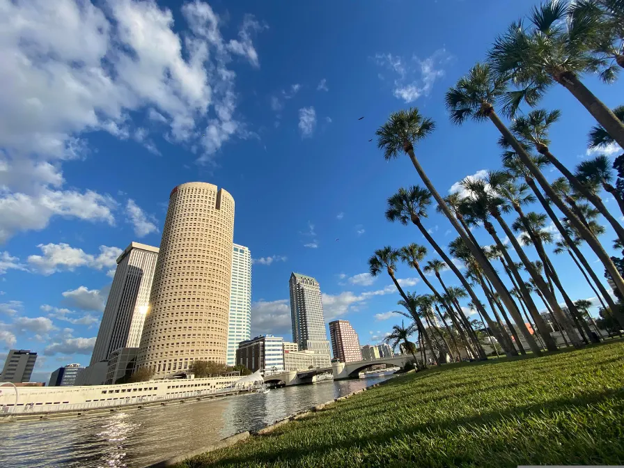 Professional tree and land services in downtown Tampa by Southern Environmental, featuring expert palm tree care and urban landscape management along the Riverwalk.