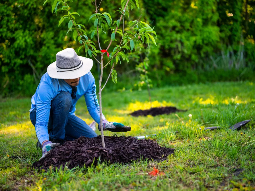 Southern Environmental professional performing winter tree canopy management and mulching for a young tree in Central Florida to ensure healthy spring growth.