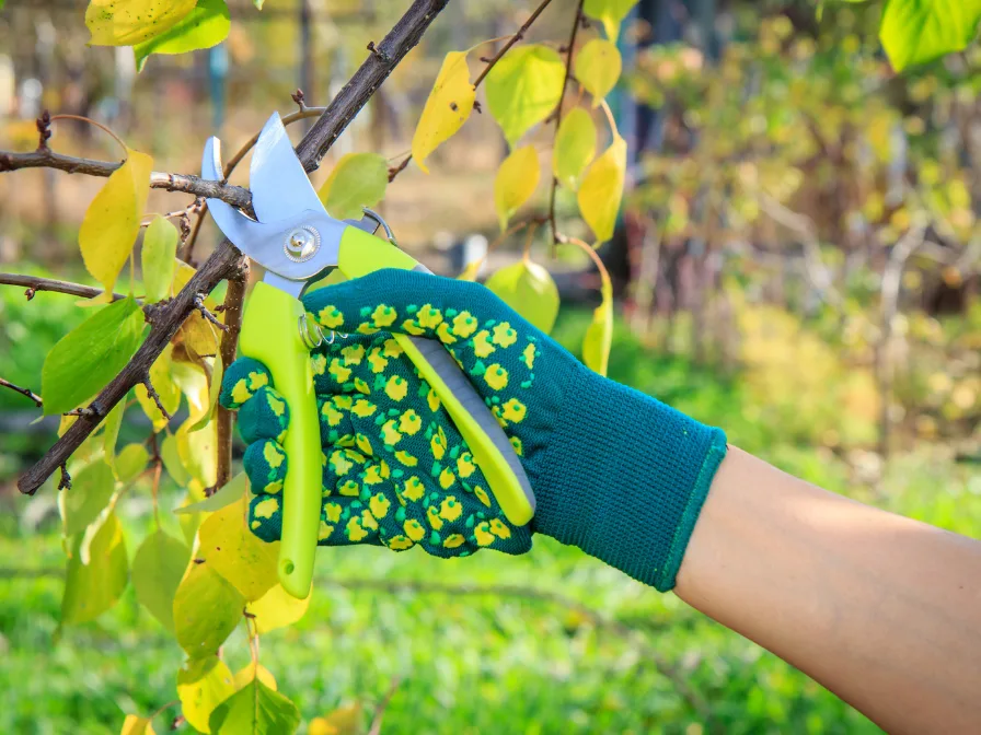A close-up of a hand using bypass pruners to shape a young tree branch, illustrating essential tree care tips for Florida homeowners.
