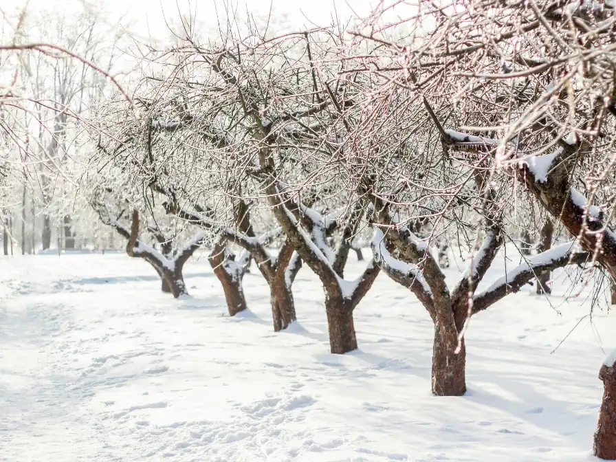 Ice-covered trees in an orchard illustrating the importance of fall tree root care in Central Florida to protect against unexpected extreme weather stress.