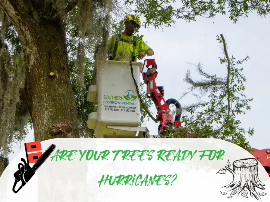 Southern Environmental arborist in a bucket lift trimming a large oak tree as part of hurricane season tree preparation in Central Florida.