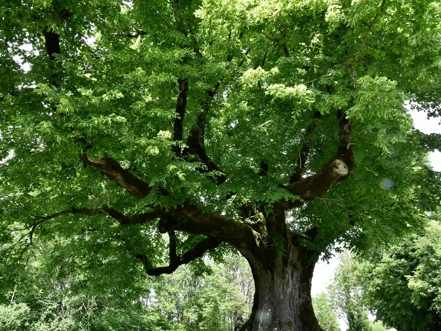Massive Southern Live Oak tree with a sprawling green canopy in Plant City, FL, illustrating professional tree care and structural pruning by Southern Environmental.