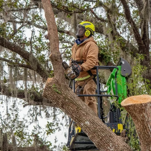 Professional arborist in full safety gear performing tree trimming from a lift, showcasing the expert opportunities available at Southern Environmental Careers.