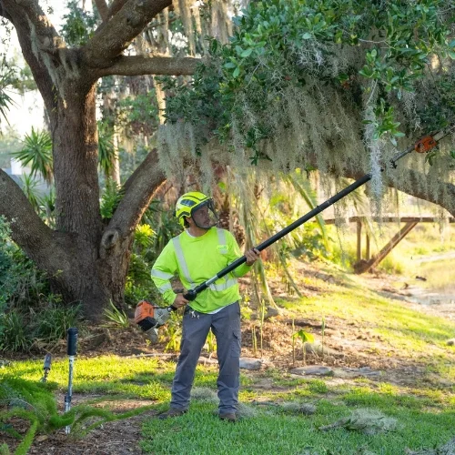 Southern Environmental specialist using a professional pole saw to trim an oak tree draped in Spanish moss.