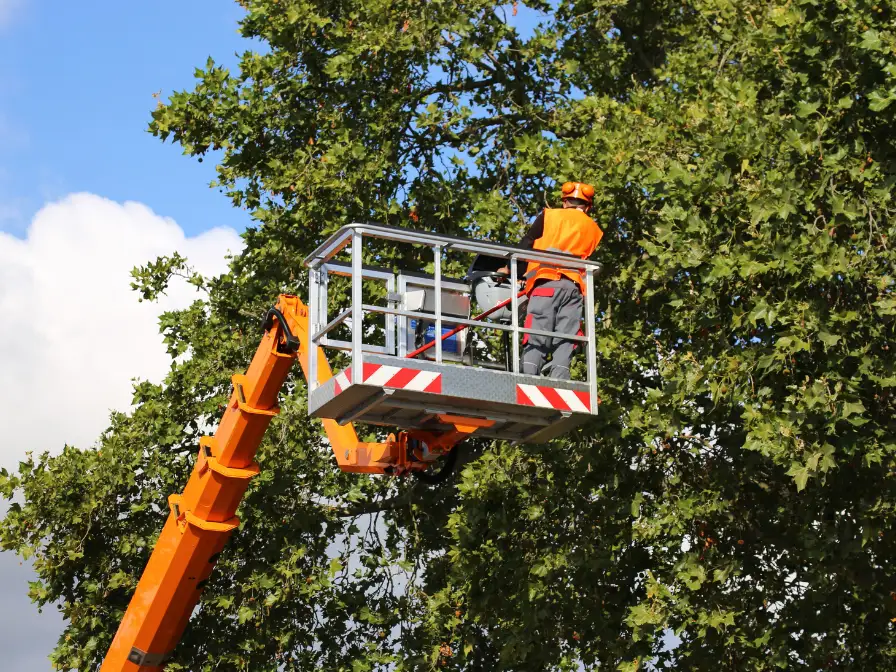 Southern Environmental technician in a bucket lift performing storm damage prevention tree care in Florida by pruning hazardous upper canopy limbs.