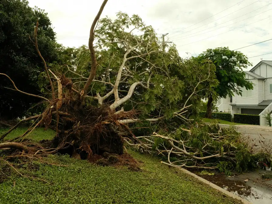 A large uprooted tree laying across a residential lawn in Central Florida, highlighting the need for a professional tree hazard assessment during the windy January months.