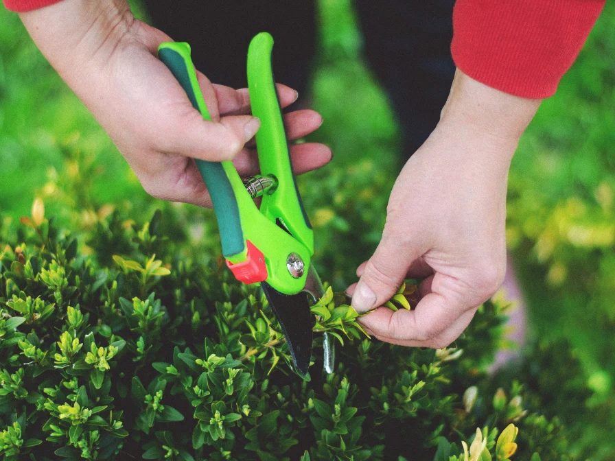 Professional technician performing precision hand-pruning on ornamental shrubs during the January dormant season in Central Florida.