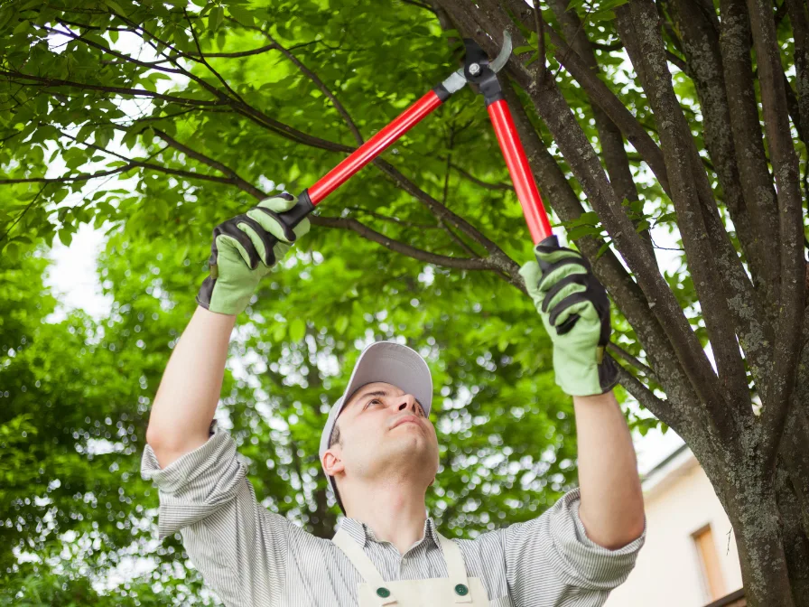 Professional specialist performing detail-oriented tree trimming in Tampa, FL, using precision loppers to prune small branches and enhance tree health.