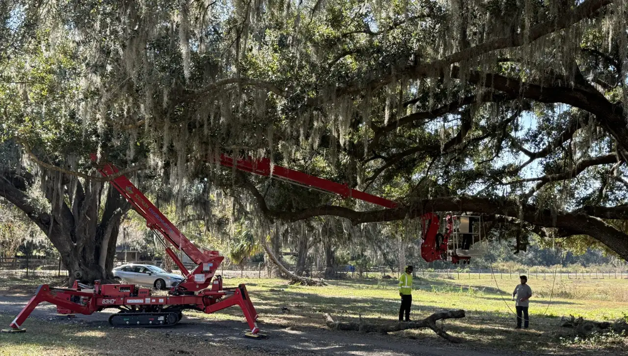 Tracked aerial lift positioned for oak tree trimming in Tampa Bay — Southern Environmental Group crew pruning mature live oak with spider lift equipment